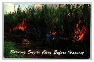 Vintage 1960's Postcard Burning of Sugar Cane Fields Kailua-Kona Hawaii