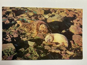 UNUSED SALMOND POSTCARD BRITISH WILDLIFE - GREY SEALS   (KK1031) 