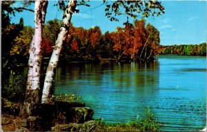 Lake Fall Scene White Birch Trees Postcard VTG UNP Mike Roberts Vintage Unused 