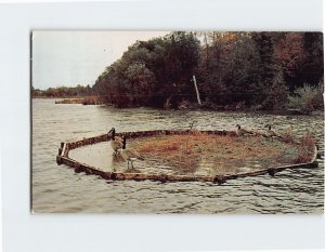 Postcard Wild Geese in Prentice Park Ashland Wisconsin USA