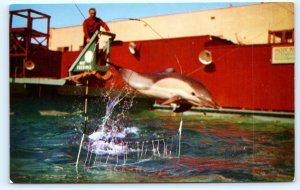 HERMOSA BEACH, California CA ~ SKIPPY Porpoise OCEAN AQUARIUM 1960s Postcard