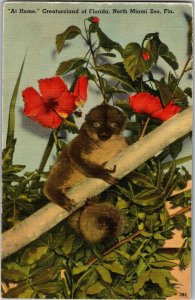 Lemur on Tree Branch, Creatureland of Florida North Miami Zoo FL Postcard L25