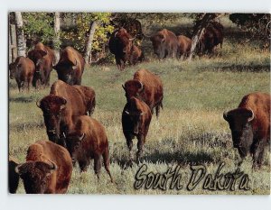 Postcard American Bison or Buffalo South Dakota USA