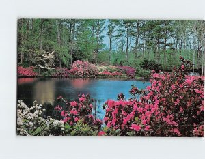 Postcard Azalea Gardens, Bellingrath Gardens, Mobile, Alabama