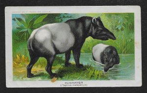 VICTORIAN TRADE CARD Arbuckle Coffee 'Kuda-ayer' Tapir c1890