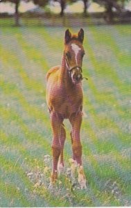 New York Saratoga Springs Saratoga Aqueduct Belmont Thoroughbred Foal