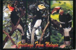 Postcard Animals greetings from malaysia pelican multi view nature natural