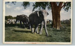 Boston MA Zoo Elephants c1910 Postcard