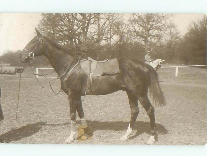 rppc Pre-1920's Close-Up SIDE PROFILE OF BEAUTIFUL HORSE AC7993