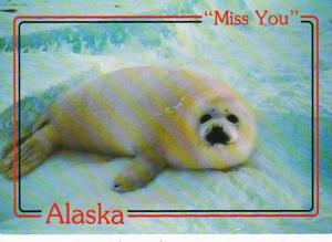 Alaska Alaskan Arctic Harp Seal