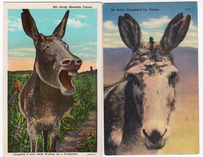 2 - Donkey Cards