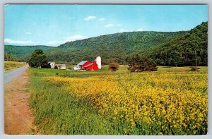 Field Of Golden Green, Farm, Notre Dame Du Laus Quebec, Vintage 1966 Postcard