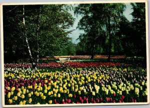 Postcard  Germany Hamburg Intl Horticultural Exhibition 1953 Tulip Flowers