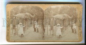 3143295 USA elephant in ZOO Vintage STEREO PHOTO