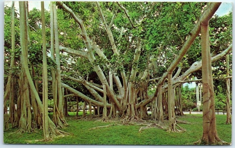 Postcard - Banyan Tree, Edison Winter Home - Fort Myers, Florida