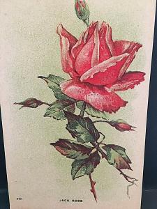 Postcard Beautiful Jack Rose in bloom.           U6