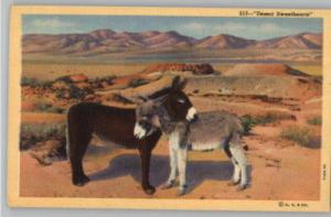 Linen Postcard-Desert Sweethearts..Donkeys/Mules/Burros