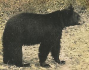 RPPC Animal Bear, Pulished in Milwaukee WI, Wisconsin - Hand-colored
