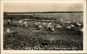 Wells Beach Maine ME Feeding Sea Gulls Vintage Real Photo RPPC Postcard