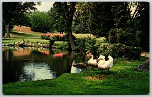 Swans at Cranbrook Gardens, Bloomfield Hills, Michigan - Postcard 