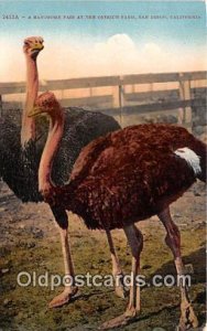 Ostrich Farm San Diego, CA, USA