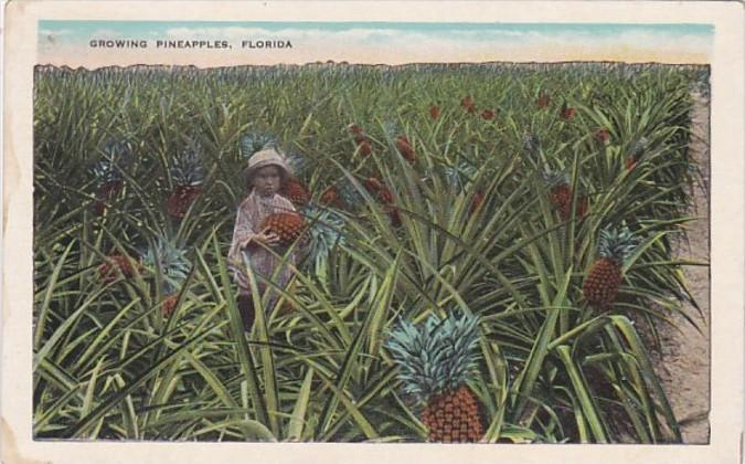 Florida Typical Pineapple Field