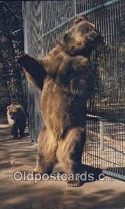 Dakota Zoo, Bismarck, North Dakota, USA Bear  Unused 
