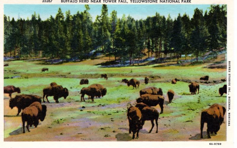 YELLOWSTONE NATIONAL PARK, MATTE SERIES