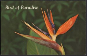 Hawaii BIRD OF PARADISE Strangest Hawiian Flower a Feathered Beauty ~ Chrome
