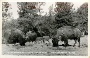 RPPC At The Buffalo Ranch Redding CA Buffalo, Eastman B7703 Shasta County