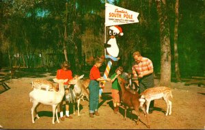 Florida Silver Springs Tommy Bartlett's Deer Ranch 1960