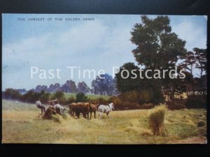 Old PC - THE HARVEST OF THE GOLDEN GRAIN - showing working Shire Horses in field