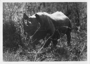 BR88958 black rhinoceros zululand hluhluwe  real photo africasouth africa