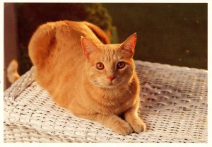 Sweet Orange Tabby