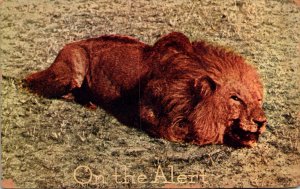 Lion On The Alert 1911