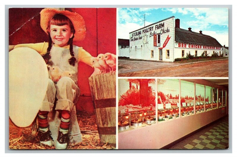 Vintage 1950's Advertising Postcard Sterling Poultry Farm Chick Museum Michigan