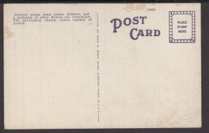 Florida Miami - Coconuts along Residence Street - Linen