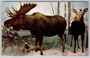 Bull Moose, Saskatchewan Museum Of Natural History, Regina, Art Signed Postcard