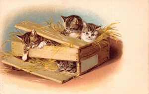 Animals Pets Cats Kittens in Hay Wooden Box vintage postcard  B926