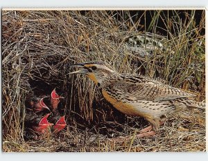 Postcard Eastern Meadowlark (Sturnella magna)