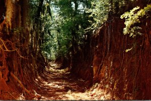 Mississippi Natchez Trace Parkway The Old Trace