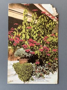 Poinsettia In Bloom Los Angeles CA Litho Postcard A1147083603