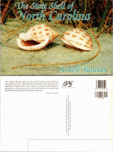 The State Shell of North Carolina (27938