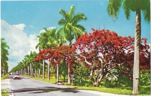 Royal Poinciana in Full Bloom & Royal Palms Mc Greagor Ft Meyers Florida