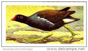 Brooke Bond Tea Trade Card Wild Birds In Britain No 29 Moorhen