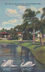 White Swans On Round Lake St Petersburg Florida Curteich