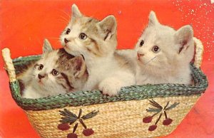 Kittens in Basket Myrtle Beach, South Carolina, USA Cat Unused 