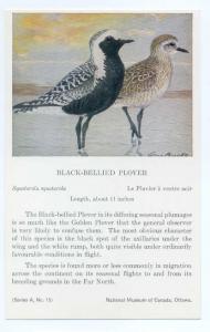 Black-Bellied Plover painted by Allan Brooks, National Museum of Canada Ottawa