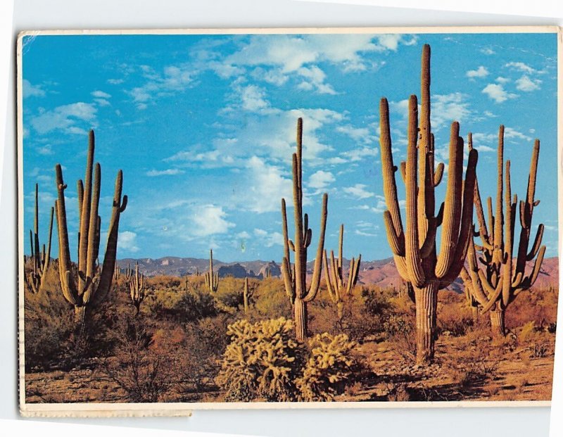 Postcard Family Group of Saguaros Arizona USA