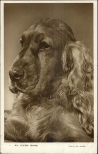 Red Cocker Spaniel Dog Close-Up Real Photo Postcard